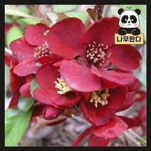 (나무판다) 명자(흑광) 키 60cm 내외 분 2주묶음, 명자(흑광) 키 60cm 내외 분 (2주묶음)