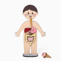 민화샵 음식물 소화기관 인체모형 어린이 수업자료 교구 만들기, 소화기관 UDPWD0720