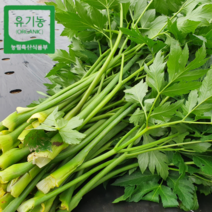 강원도 원주 유기농 무농약 케일 공심채 신선초 샐러리 궁채 1kg 2kg 먹는법 즙용 녹즙재료, 유기농 신선초, 3kg, 1개