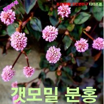 팝플라워 갯모밀 분홍(개모밀) 씨앗 100립