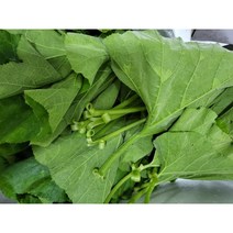 호박잎 1kg 국내산 산지수확 산지직송 쌈채소 생호박잎 조선호박잎 호박 햇호박잎 쌈밥 짱아찌 강된장쌈밥 나물반찬 호박잎나물, 1box