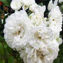 묘목/덩굴장미-알바메이딜란드(다화성 사계성) QQ205, 1개