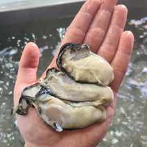 최상급 깐굴 생굴 통영 석화 하프셀 하프쉘 각 여수 삼배체 1kg, 하프쉘1단(30미내외)