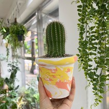 화분포함 완제품 금빛가시 퉁퉁한 기둥선인장 대봉룡 - 핸드메이드 토분M, 핸드메이드토분M(받침포함)