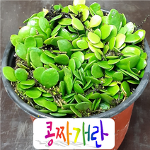 콩짜개란 콩짜개덩굴 석부작란(소), 1개