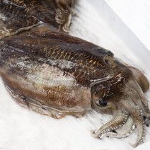 먹물범벅 서해안 생물 갑오징어 2kg 10-17마리, 생물갑오징어2kg(10-17마리)