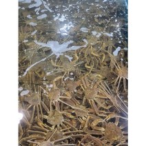 이바다수산 속초 홍게 박달 자숙 대게 스토우크랩 1KG 2KG 3KG, 러시아 박달대게 3KG(3미), 1개