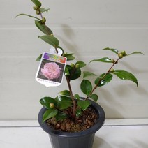 [성심] 서향동백(야생화)180