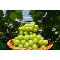 프리미엄 고당도 샤인머스켓 2kg GAP 우수농산물 인증 산지직송 당일배송, 2kg 3-4송이(특)