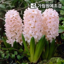 히아신스 히야신스 구근 2023년 7종 5구세트 가림원예조경, 차이나핑크(5구세트)