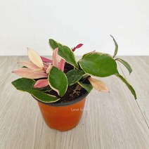 환희호야(소) 꽃피는호야 실내공기정화식물 공기청정식물, 단품, 1개