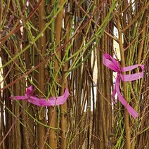 천중도 복숭아(7월백도) 나무 묘목판매 (청아원예조경), 천중도 상묘
