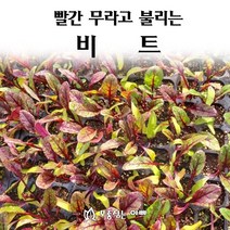 [모종심는아빠] 빨간 무라고 불리는 비트, 모종10개