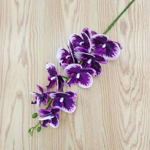 돈다발 행운 개업 플라워 꽃 난 호접란 조화 knsC1025, 105cm, 호접란14