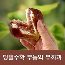 땅끝마을 해남 당일수확 고당도 무농약 무화과 2팩 4팩 FIG 생무화과 과일 무아과과일 해남생무화과 꿀무화과 제철과일, 4팩(8~10과)+무화과잼 증정, 1개