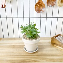 1 1 애플민트 키친허브 화분 세트 로즈마리 딜 바질 베란다 텃밭 허브 키우기, H04.애플민트, H28.루꼴라