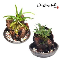 나라아트 취미난 난기르기 풍란 옹기 옹기분재 목부작, 01. 옹기 소나무껍질 복륜 목부작, 1개