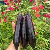 산지직송-청정 산악지역에서 자란 여주 금보라 가지 (특상품) - 2kg / 3kg / 8kg [산들미가]