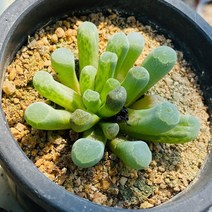 [올식스] 광옥금 477(물들면 정말 예뻐요) 다육식물 선인장 다육금 코노피튬 리톱스 메셈 수입다육이 국민이 하월시아ㅇ