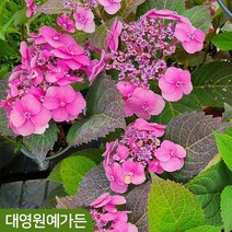 산수국 코튼캔디 여름꽃나무, 01. 코튼캔디 - DT포트, 1개
