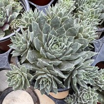 [올식스] 삼색바위솔 M, 1개