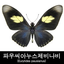 파우씨아누스제비나비표본/Eurytides pausianus70mm+-