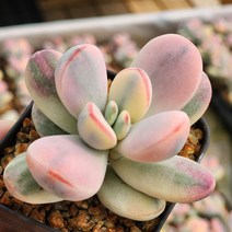 방울복랑금(랜덤발송)3, 1개