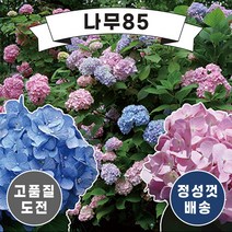(나무85) 수국 엔들레스썸머 16종 시리즈, 13.오리지널 파랑 C2 화분
