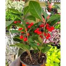 천냥금 천량금 분갈이 수경재배 반려식물 플랜테리어 실내공기정화식물