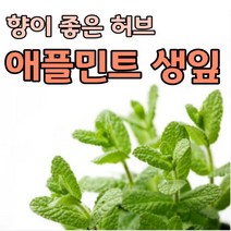 애플민트 생잎 100g 500g 허브 민트 잎 모히또 칵테일 데코용 카페용 식용허브 허브식물 프레쉬민트 민트잎, 애플민트 100g