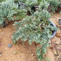 미국 좀눈향 바하브 묘목 10주 키움원예 조경수, 벤타샵상품선택