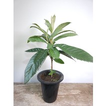 비파나무 중대품 노란열매 상록수 40~70cm 149, 1개