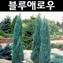 블루애로우 나무 묘목 삽목1년 뿌리 특묘 5개/정원/공원/조경수