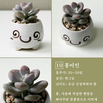 보거스플라워 미니다육이 산세베리아 스투키 정야 베이비핑거 홍미인 귀여운화분, 1개