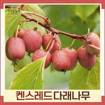 다래나무 묘목 레드다래(켄스레드) 삽목1년 포트묘 3개