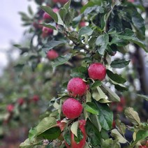 루비에스 미니사과 알프스오토메 산지직송 꼬마사과 아삭아삭 새콤달콤 500g 1k 2k, 루비에스 500g (10과내외), 1개