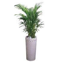 엔젤플라워 인기폭발 공기정화식물 초특가 개업화분 전국꽃배달, A19 아레카야자, 1개