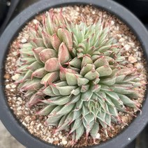 [올식스] 실버스타 자연군생, 1개