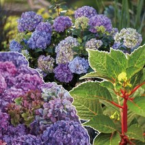 수국(엔들레스썸머/블룸)7치화분/묘목/dd2496