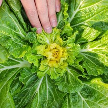 완도 봄동 1kg 3kg 5kg 10kg, 완도 봄동배추 3kg