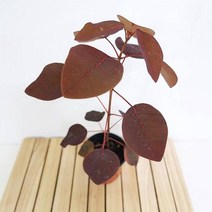 초코리프 키우기 쉬운 꽃도매시장 희귀식물 공기청정식물, 단품, 1개
