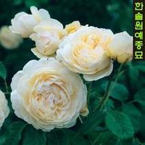 고급 영국장미(데이비드오스틴) 21종 특선, 16. 테스 오브 더 더브빌, 1개