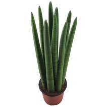 글라스가든 [분갈이용] 대형스투키 35~60cm 미세먼지 실내공기정화식물 집들이 화분, 대형9촉-45cm