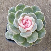 [수암다육] 컬러 메리벨 랜덤발송 Echeveria 'Mary Bell' 랜덤발송 다육 다육이 다육식물 232