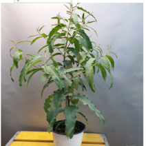 에덴농원 레몬유칼립투스(외목대) 새로입고 레몬향기가 나는 아이에요(제법목대도 있어요 )60~90cm