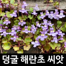 덩굴 해란초 씨앗 애기누운주름잎 종자 지피식물 50알, 1개
