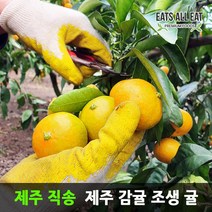 이츠올릿 제주도 고당도 감귤 조생귤 중대과 5kg 제주 귤 노지 하우스 타이백 밀감