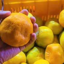 제주 서귀포 하우스감귤 쥬스용 대과 L과 귤5kg 귤10kg 못난이귤 못난이감귤 가정용 주스용귤, 쥬스용대과5KG, 1개