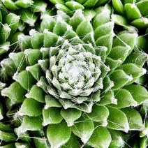 꽃나무팜 (5개한세트) 청거미바위솔 월동다육이 국민다육 반려식물 선별배송 다육이키우기