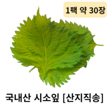 국내산 시소잎 1팩 약 30장 산지직송 일본깻잎 차조기잎 시소 차조기 깻잎 향신 잎채소 향신료 식용 장식용 데코용 샐러드 샐러드채소 채소반찬 신선한 싱싱한 회 장식용, 1팩 (약 30장)